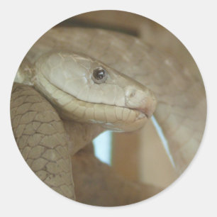 Sticker Rond Serpent Dangereux Sur L'Arbre