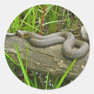 Sticker Rond Serpent d'eau du Nord reposant sur le journal de p