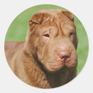 Sticker Rond Shar Pei