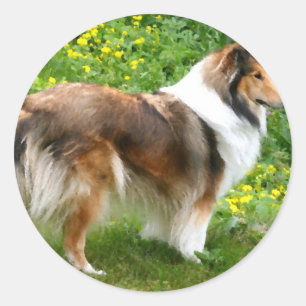 Sticker Rond Sheltie Shetland Sheepdog Peinture