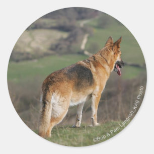 Sticker Rond Shephard allemand regardant la colline