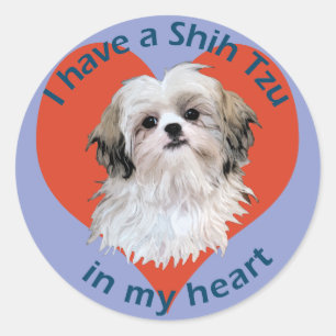 Sticker Rond Shi Tzu à mon coeur