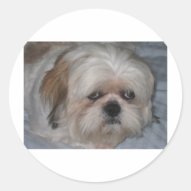 Sticker Rond Shih Tzu (Devant)