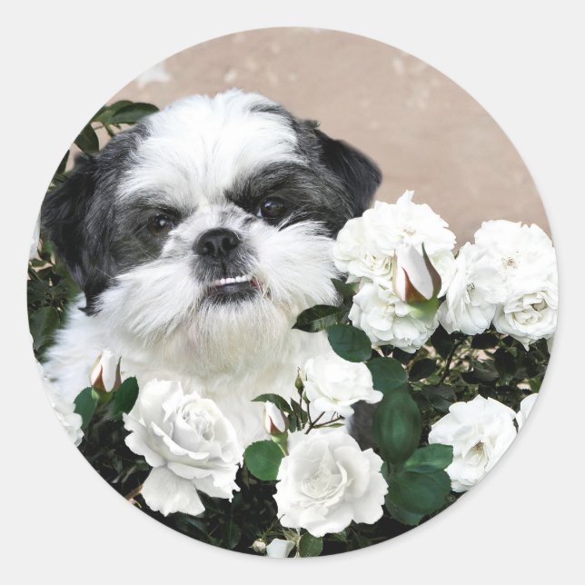 Sticker Rond Shih Tzu et roses (Devant)