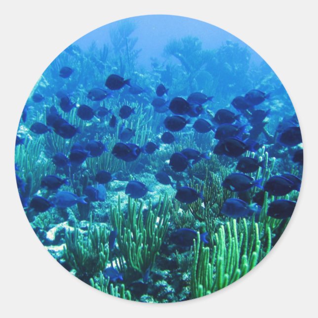 Sticker Rond Shoal of Blue Discus Fish (Devant)