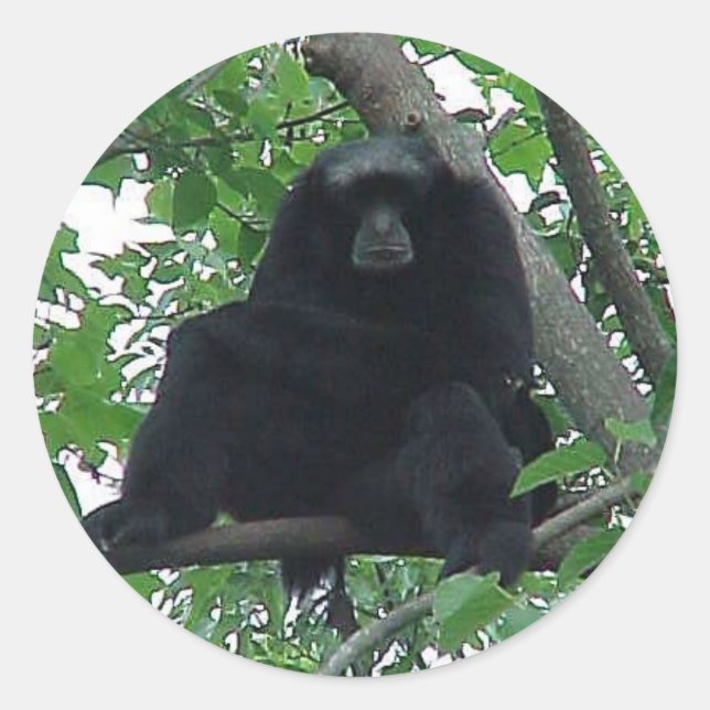 Sticker Rond Siamang Gibbon (Devant)