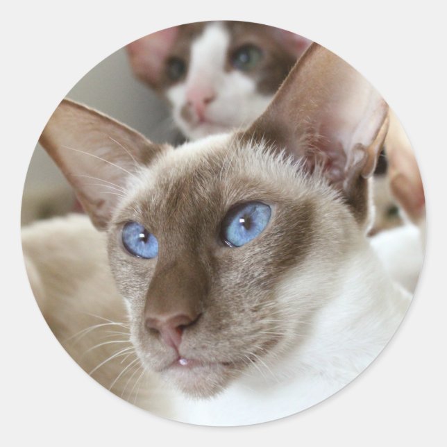 Sticker Rond Siamese Chats Animaux Animaux (Devant)