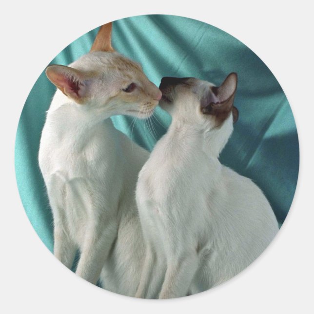 Sticker Rond Siamese, point rouge et point de joint (Devant)