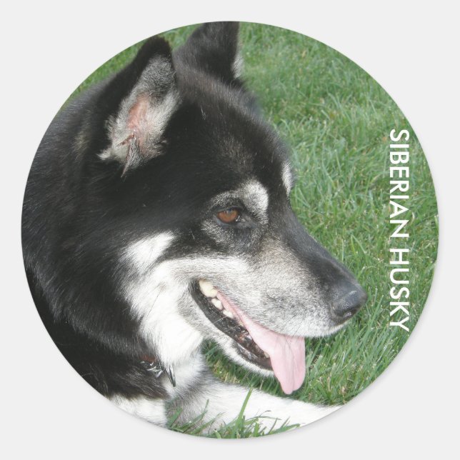 Sticker Rond Siberian Husky Photo (Devant)