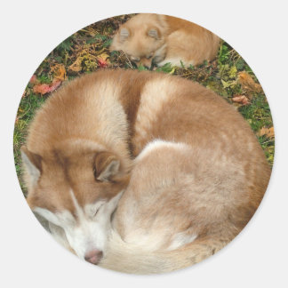 Sticker Rond Sibérie Husky et Allemand Klein Spitz Pomeranian