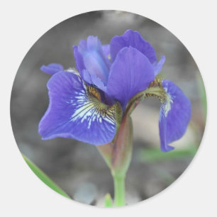 Sticker Rond Sibérie Iris 1-50409