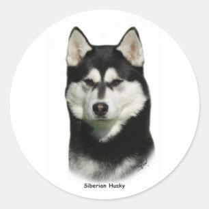 Sticker Rond Sibérien Husky