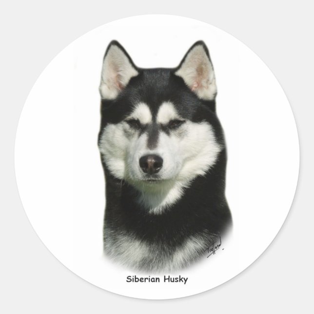 Sticker Rond Sibérien Husky (Devant)