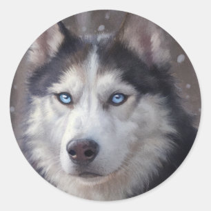 Sticker Rond Sibérien Husky