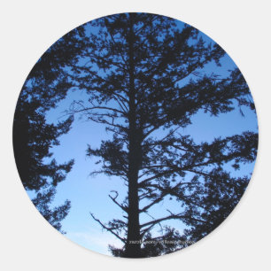Sticker Rond Silhouette d'arbre