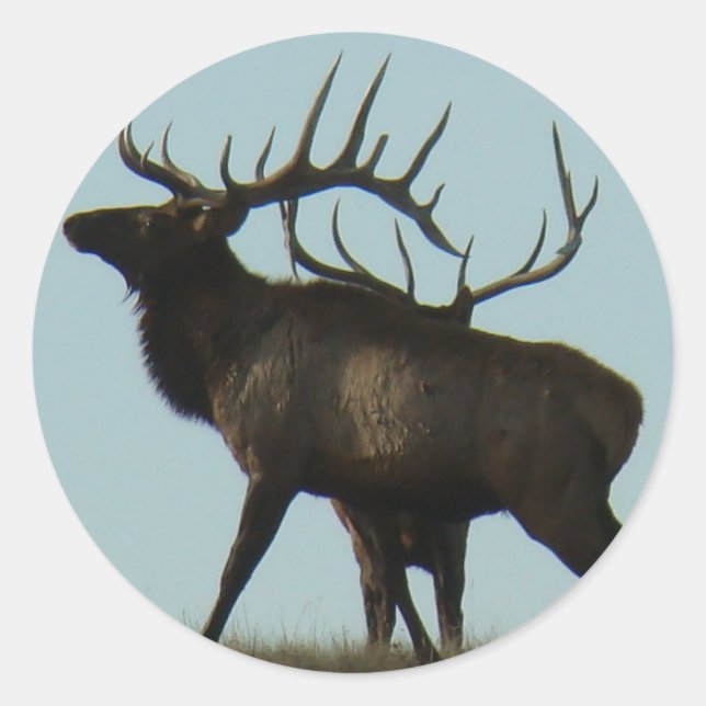 Sticker Rond Silhouette E14 Bull Elk (Devant)