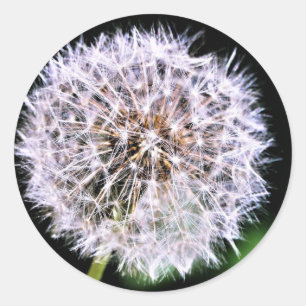 Sticker Rond Simplement Élégant Dandelion Semences été