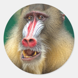 Sticker Rond Singe