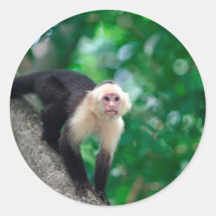 Sticker Rond Singe fait face blanc mignon Nicaragua de capucin