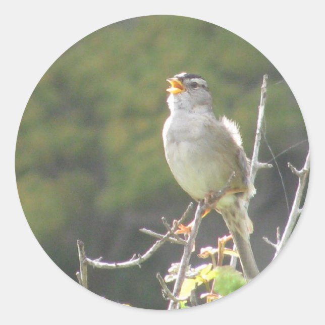 Sticker Rond Singer Bird (Devant)