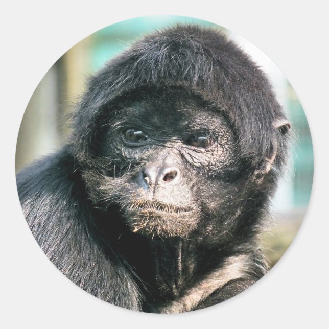 STICKER ROND SINGES (Devant)