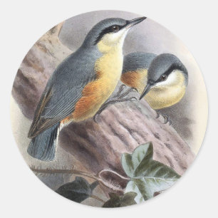 Sticker Rond Sittelle