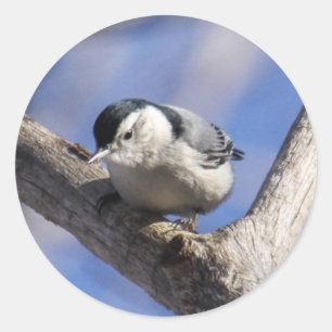 Sticker Rond Sittelle Blanche-breasted