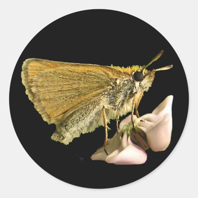 Sticker Rond Skipper sur Milkweed (Devant)