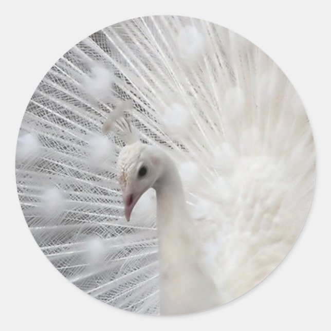 Sticker Rond Skully Top Fun (Devant)