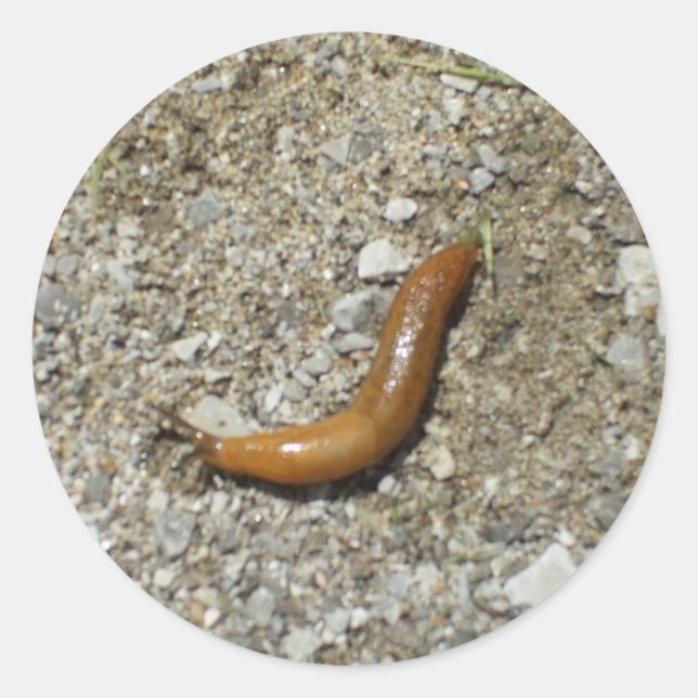 Sticker Rond Slug (Devant)