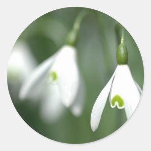 Sticker Rond snowdrop, de la collection de cadeaux de fleurs