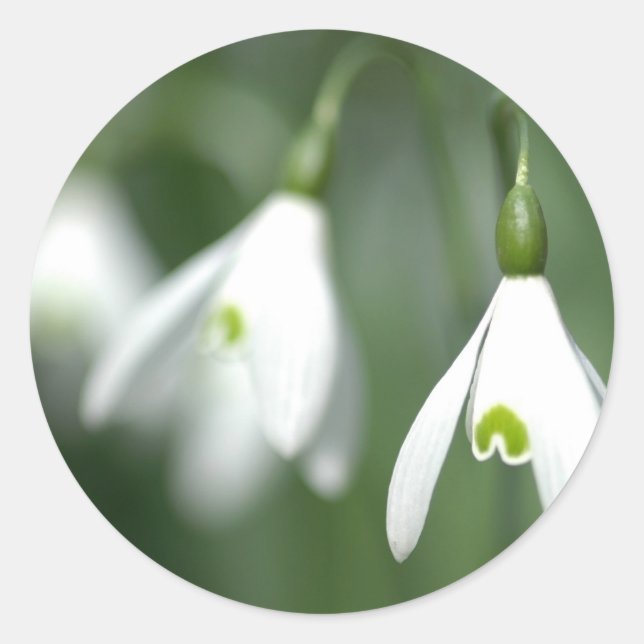 Sticker Rond snowdrop, de la collection de cadeaux de fleurs (Devant)