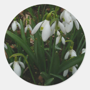 Sticker Rond Snowdrops I