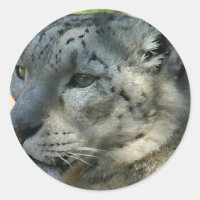 snowleopard