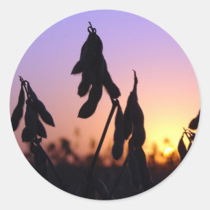 Sticker Rond Soja au coucher du soleil