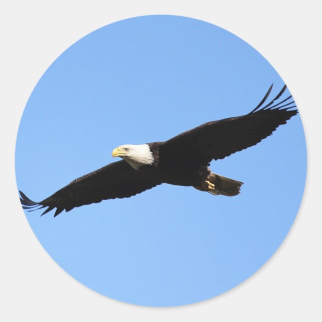 Sticker Rond Solaire d'aigle chauve (Devant)