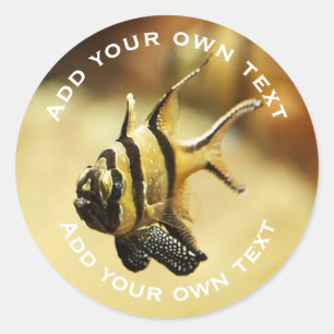 Sticker Rond Solitaire Poisson-Ange Délimité Sous L'Eau Texte P