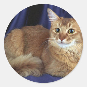 Sticker Rond Somalien, oseille