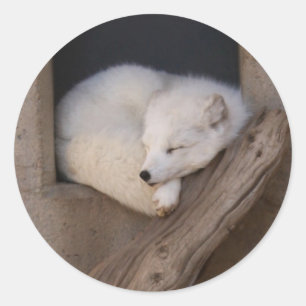 Sticker Rond Sommeil mignon de Fox arctique