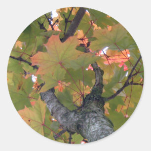 Sticker Rond Sous la couverture des Feuilles