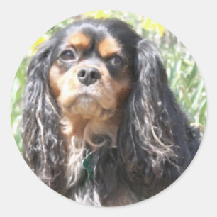 Sticker Rond Spaniel Cavalier King Charles peint