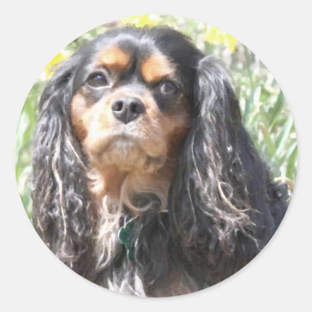 Sticker Rond Spaniel Cavalier King Charles peint (Devant)