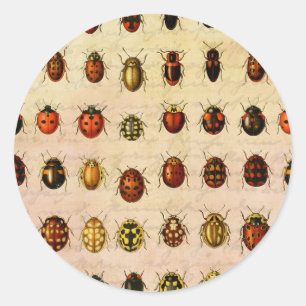 Sticker Rond Spécimen de coccinelle vintage Motif Insecte antiq