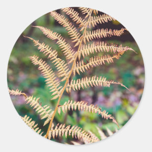 Sticker Rond Spécimen de feuille de fougère d'automne doré