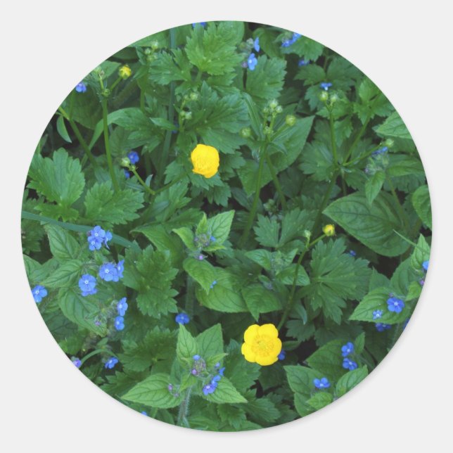 Sticker Rond Speedwell et Buttercups (Devant)