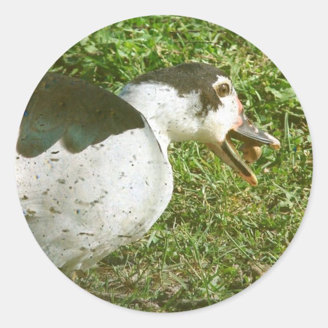 Sticker Rond Spice Mange un maïs (Devant)