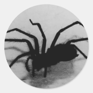 Sticker Rond spideroo