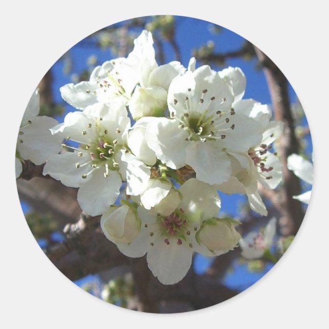 Sticker Rond Spring Flowering Pear Tree (Devant)