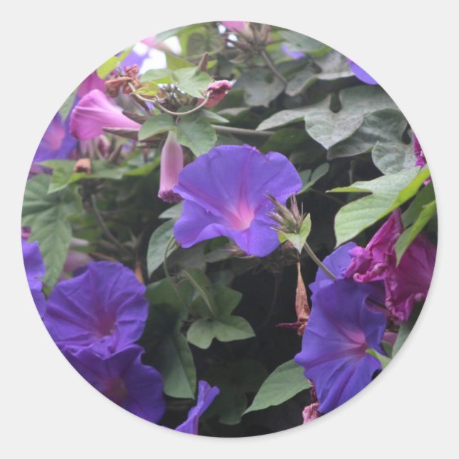 Sticker Rond Spring Morning Glories en bleu (Devant)