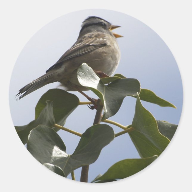 Sticker Rond SPRING SONG BIRD Collection (Devant)